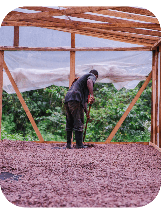 Farmer raking dried cacao beans zorzal