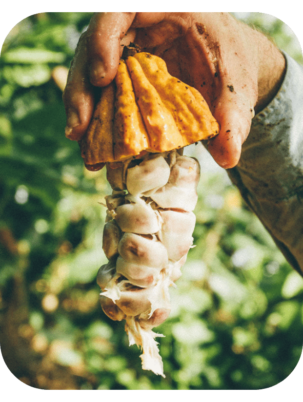Open cacao fruit