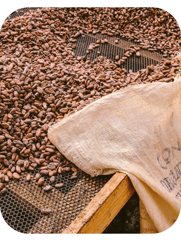 Cacao beans drying Zorzal