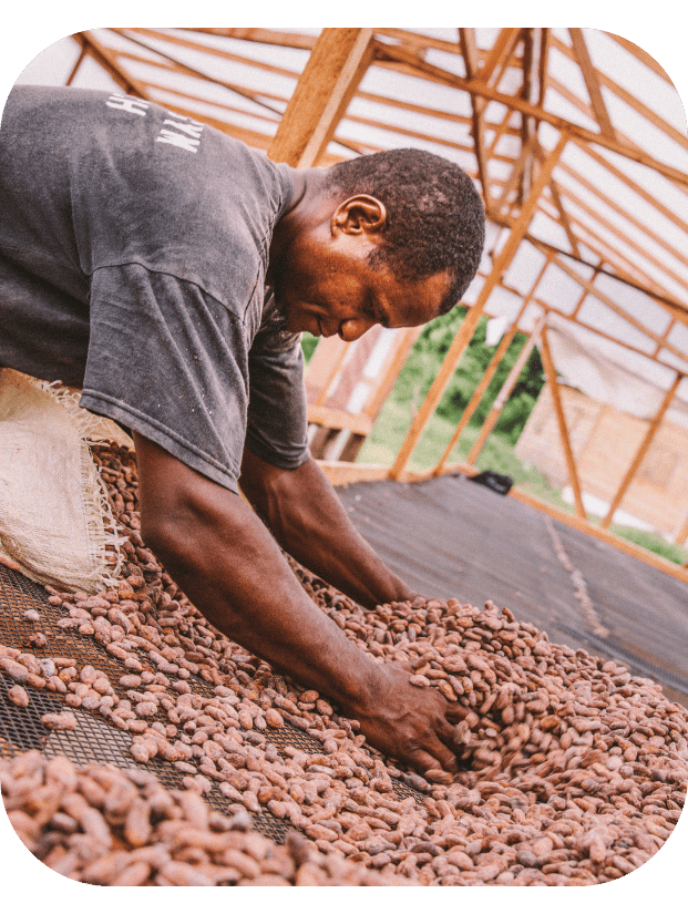 Farmer scooping cacao beans