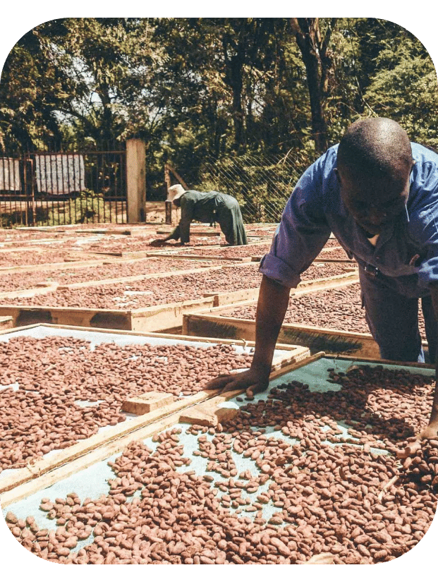 Kokoa Kamili drying beans at the farm