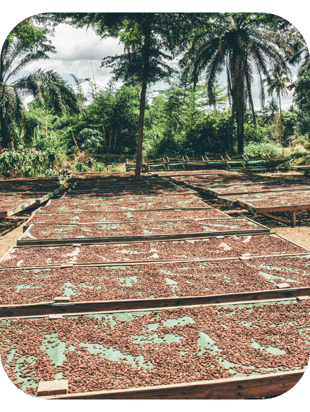 Kokoa Kamili beans drying