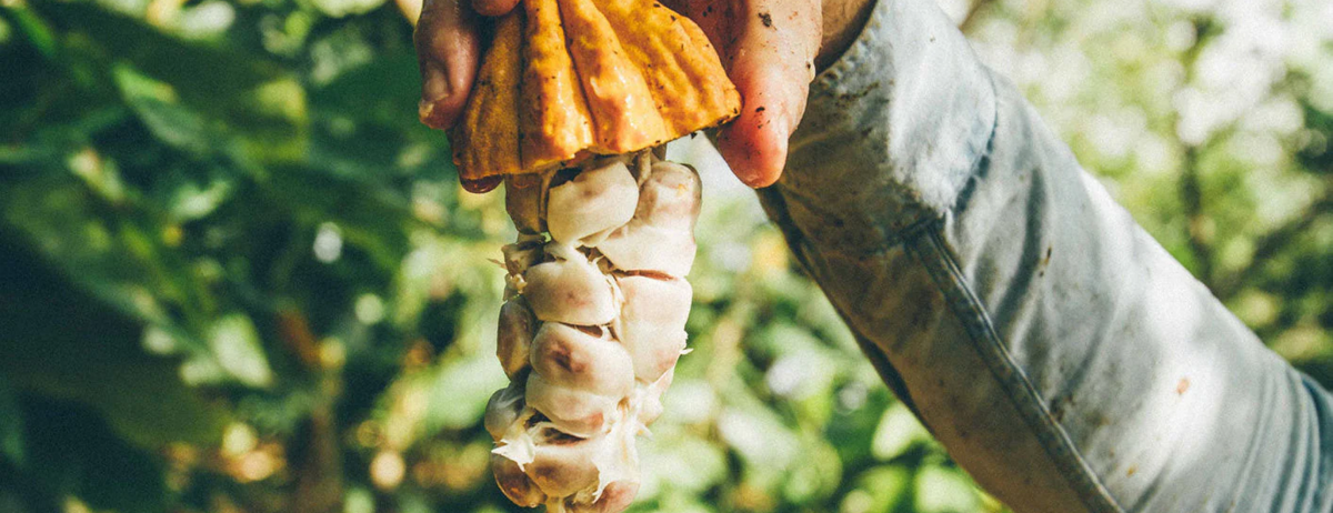 About Raaka Chocolate: Our Story & Process