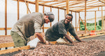 Chocolate Harvest